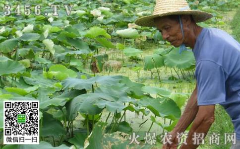 莲藕病虫害防治 莲藕病虫害的防治办法