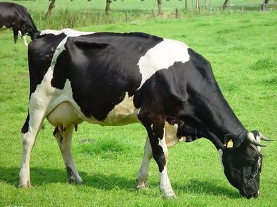 奶牛的饲养管理 奶牛干奶期如何饲养管理