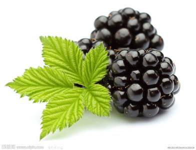 黑莓水果功效 世界10大健康水果之一黑莓的功效