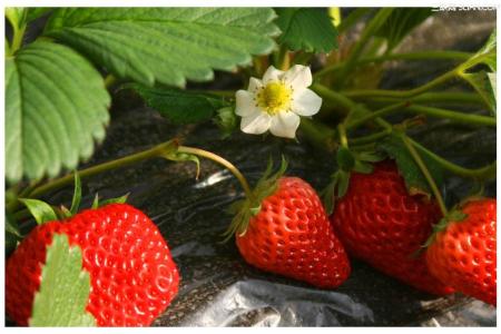 草莓苗怎么培育 如何培育优质草莓