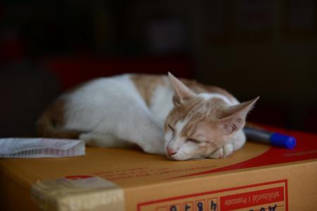 睡觉方向有讲究吗 猫咪冬天睡觉位置有讲究