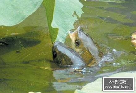 鳄鱼进食方式 不同鱼类的进食方式