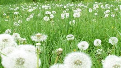 为什么春天排毒最好 春天最好的“排毒草”