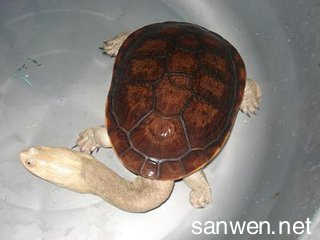 南美蛇颈龟的饲养要点 蛇颈龟饲养方法是什么