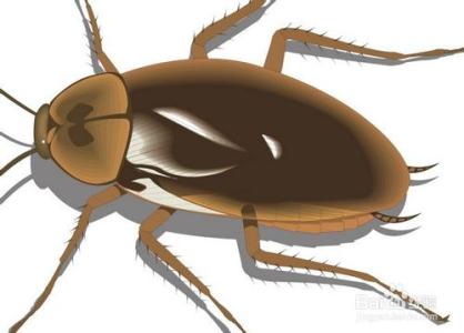 8灭蟑螂最有效的方法 怎么消灭蟑螂简单有效的方法