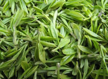 天山绿茶 怎么泡天山绿茶