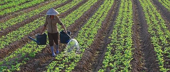 一年四季种菜时间表 一年四季种菜时间表 2017一年种菜时间表