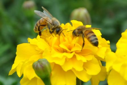 蜜蜂饲养 蜜蜂北方冬天怎么饲养