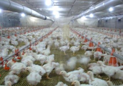 肉鸡养殖前景 肉鸡养殖的市场前景