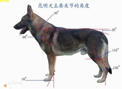 昆明犬和德牧的区别 昆明犬和德牧有什么区别