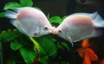 如何分辨接吻鱼雌雄 接吻鱼怎么养 接吻鱼的雌雄鉴别