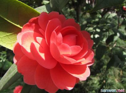 蔷薇花的食用方法 蔷薇花的种植方法 蔷薇花的食用方法