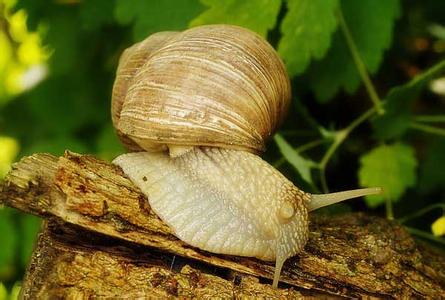 蜗牛的饲养方法 蜗牛的饲养事项