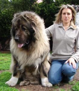 世界上最大最可怕的狗 世界上最大最大的狗