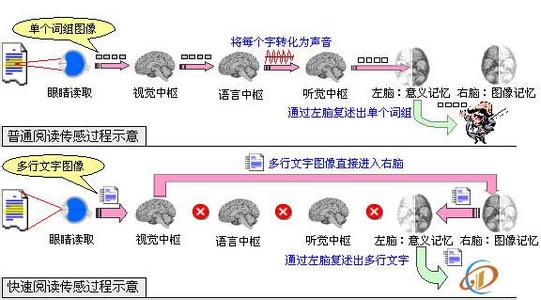 速读原理：汉字特点，直观达意