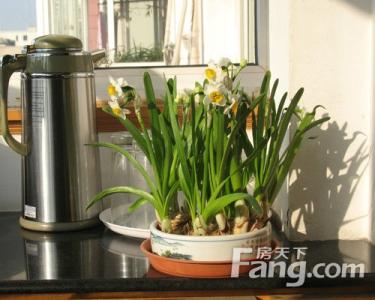 室内花卉摆放风水 风水轮如何摆放?室内花卉摆放风水