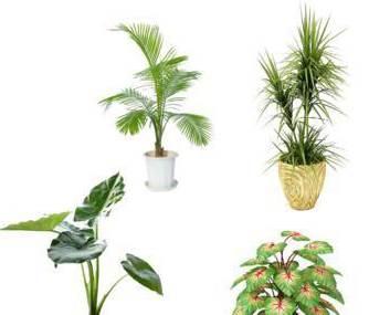 吸收甲醛的室内植物 什么植物吸收甲醛好,室内植物种植技巧