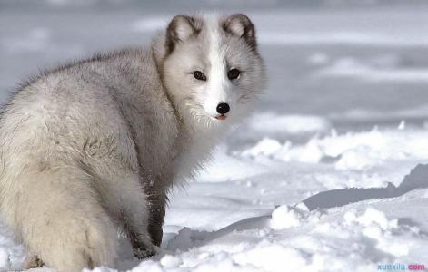狗狗繁殖配种的技巧 北极狐如何繁殖配种