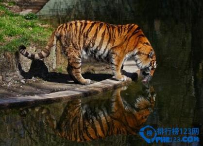 世界上最大狮子多大 世界上现存最大的猫科动物是什么