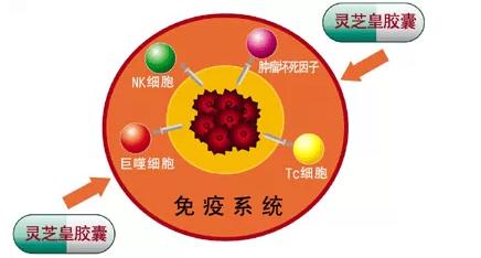 癌症形成的原因 癌症形成的原因 癌症如何治疗