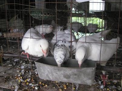 中国肉鸽饲养前景 肉鸽的饲养方法_肉鸽的饲养
