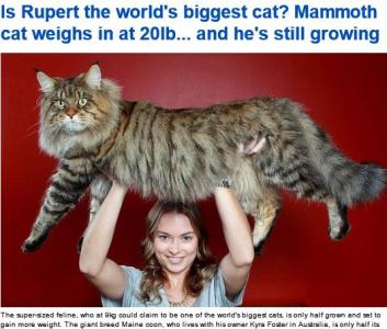世界上最大的老鼠 世界上最大的猫