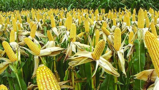玉米收购合同范本 玉米收购合同范本_玉米收购合同模板