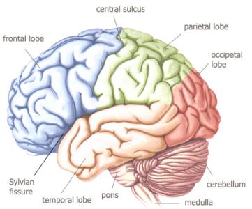 对大脑有益的食物 吃什么对大脑记忆最有帮助，有益大脑记忆的食物推荐