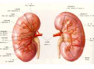 急性肾功能衰竭原因 急性肾衰竭的原因，急性肾功能衰竭原因