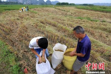 夏至时节农事活动 白露时节有什么农事活动