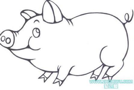 小动物简笔画大全可爱 简笔画动物猪作品，猪图片大全可爱图片