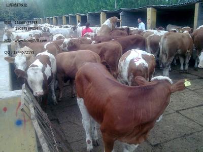 肉牛养殖成本分析 肉牛的饲养成本的分析