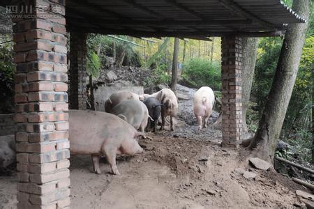 母猪的饲养方法 如何饲养山猪_饲养山猪的方法