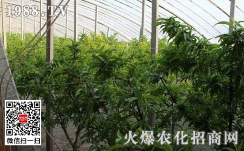 大棚桃树种植技术 大棚种植桃树的虫害