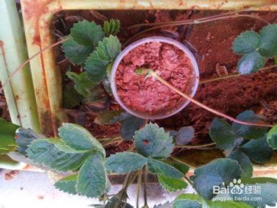 阳台种植草莓注意事项 家庭阳台草莓种植方法