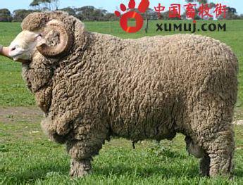 世界上体毛最长的人 世界上毛最长的羊