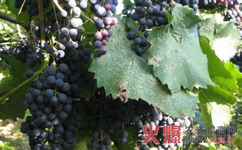 适合广东种植的葡萄 广东能种植葡萄吗_葡萄种植方法