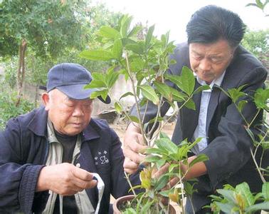 桂花树的嫁接技术 桂花树嫁接种植技术