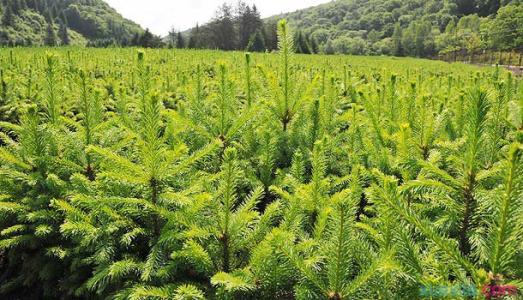 山东绿化苗木种植基地 北方可以种植的绿化苗木有哪些