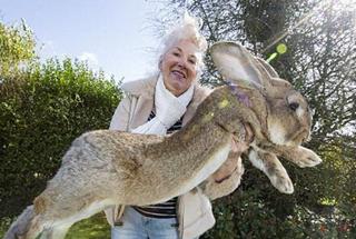 世界上最大的猫 世界上最大的兔子