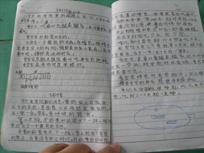 观察日记小乌龟300字 观察小乌龟日记300字4篇