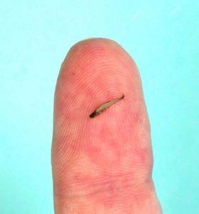 世界上最小的脊椎动物 世界最小的脊椎动物