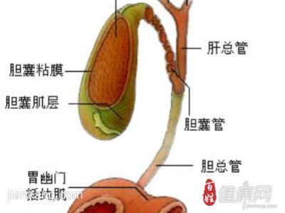 胆结石病因有哪些 胆结石病因