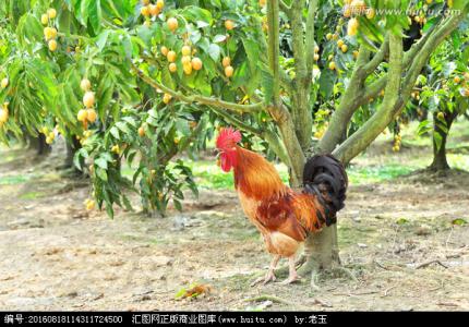 果园养殖 鸡肥树壮 果园鸡养殖技术_果园鸡养殖