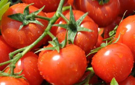 西红柿的功效与作用 番茄的功效与作用