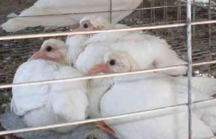 中国肉鸽饲养前景 肉鸽的饲养技术视频_肉鸽的饲养