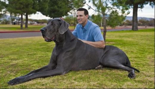 世界上最大的犬 世界上最大的十个犬种
