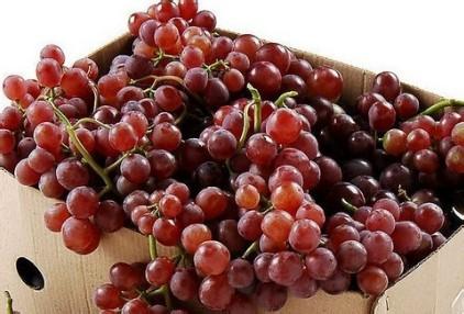 葡萄的功效与作用禁忌 葡萄的食疗作用与食用禁忌