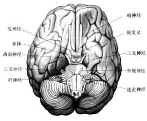 最强大脑在哪里录制 大脑的记忆高潮点在哪里
