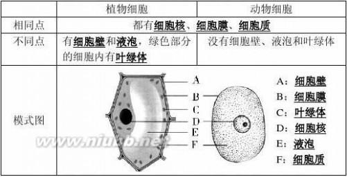 初一生物上册复习点